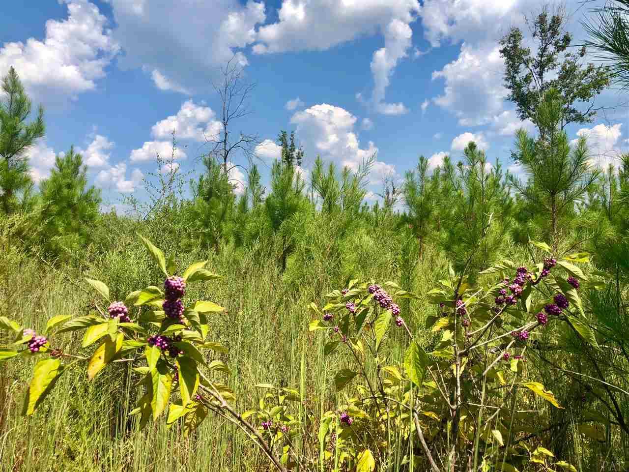 Lot 53-br Buffalo Ridge Road Pace, FL 32571 - Photo 5 of 8