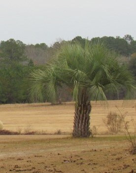 3011 Green Branch Road Barnwell, SC 29812 - Photo 20 of 24