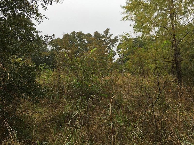 Rains County Rd County Road 3150 Emory, TX 75440 - Photo 17 of 20 Gallery Image 17