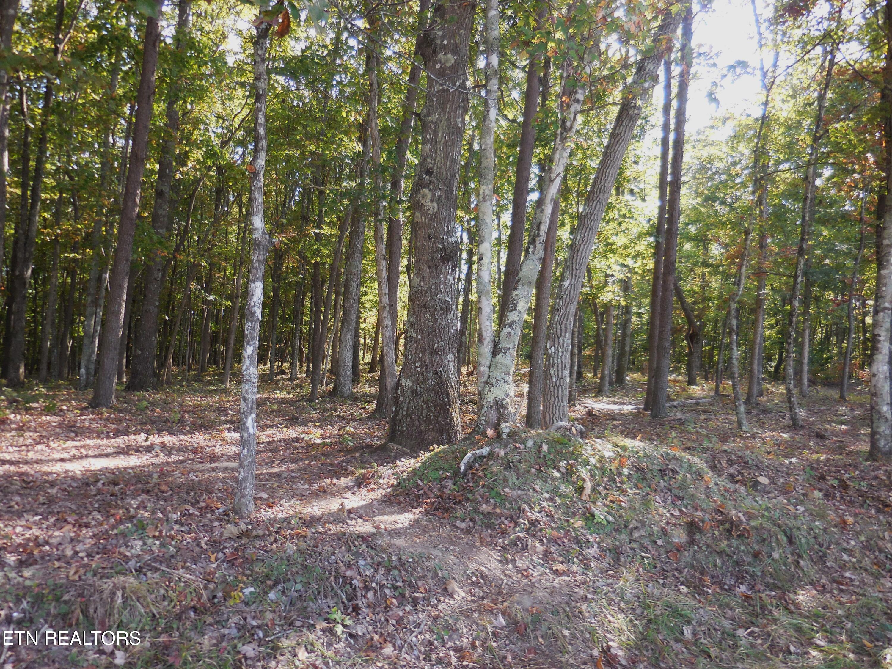 Lot 29 Grapevine Road Crossville, TN 38572 - Photo 11 of 16 DSCN2906
