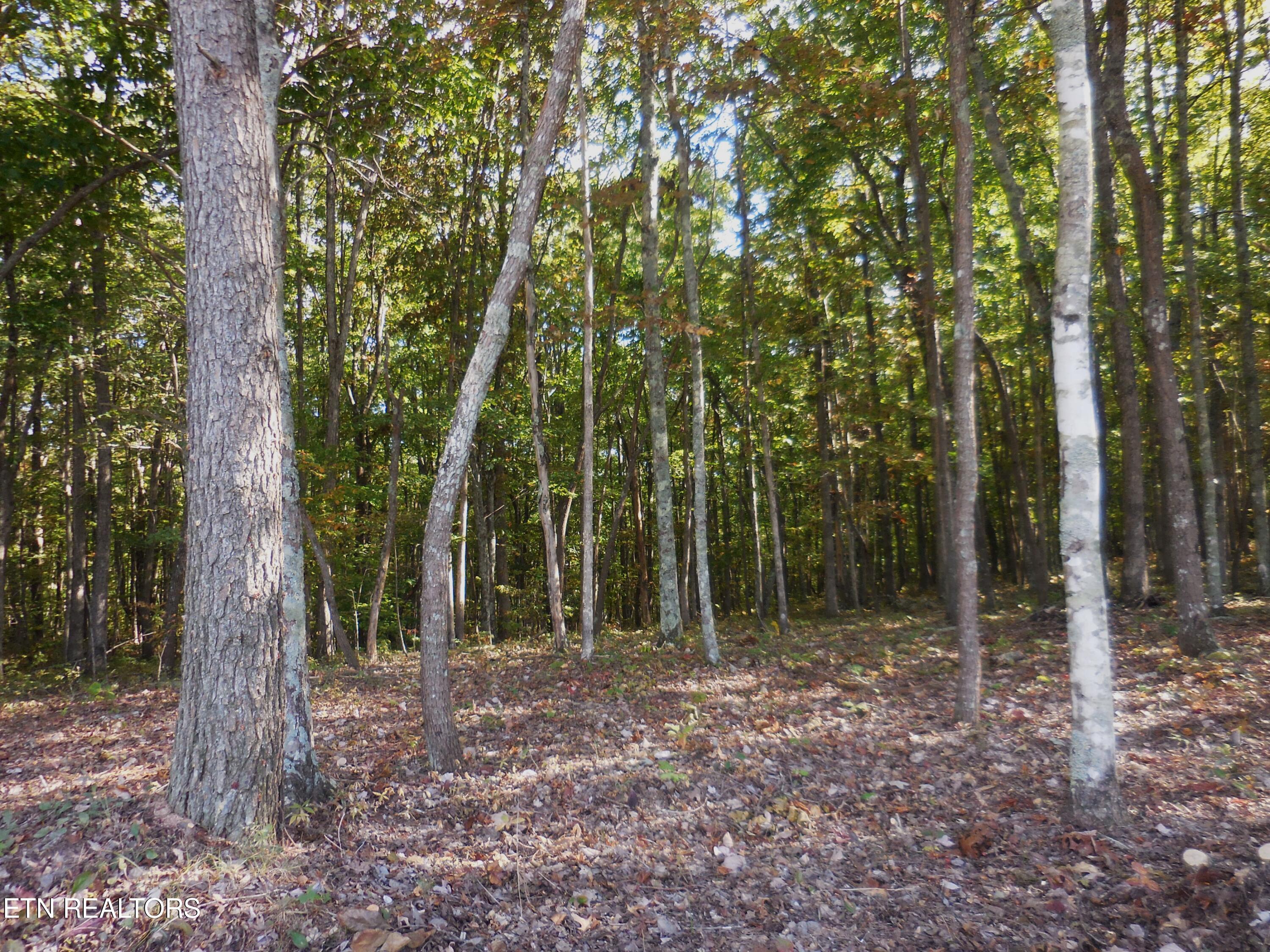 Lot 29 Grapevine Road Crossville, TN 38572 - Photo 12 of 16 DSCN2907