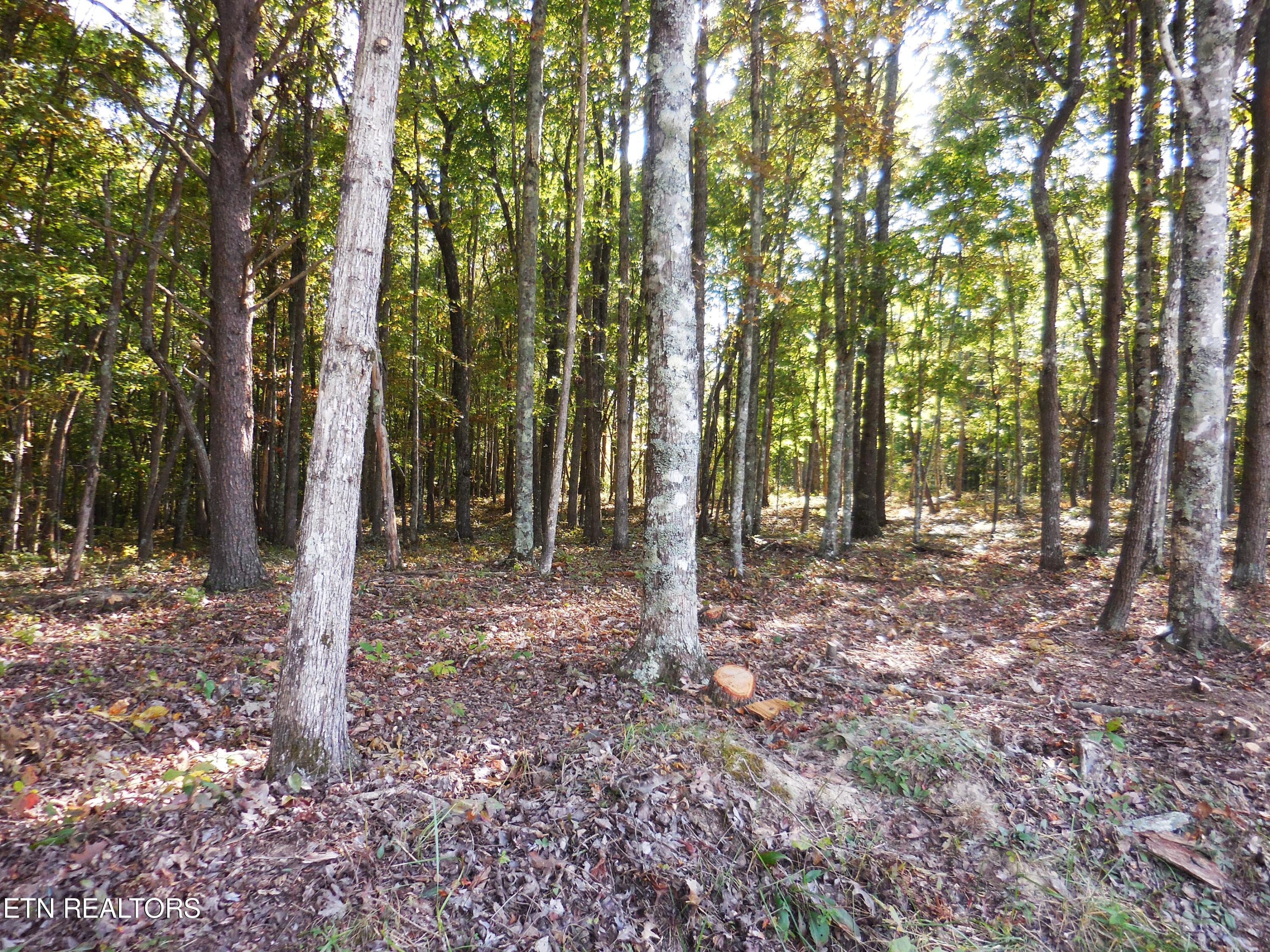 Lot 29 Grapevine Road Crossville, TN 38572 - Photo 13 of 16 DSCN2916