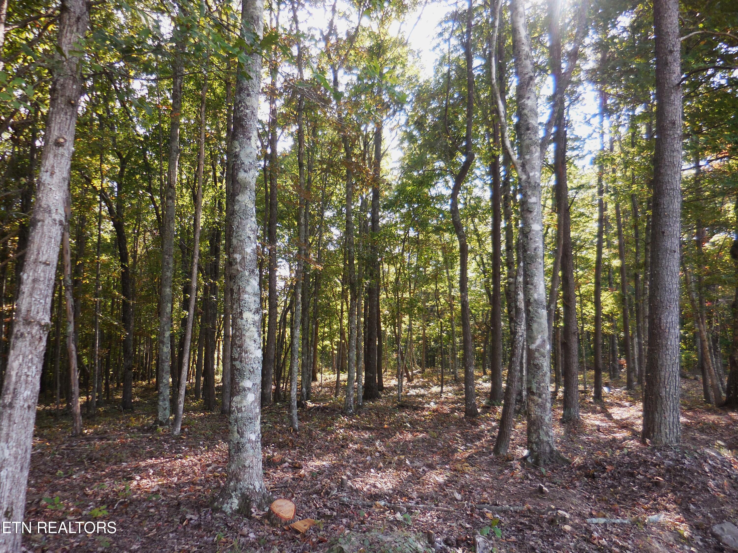 Lot 29 Grapevine Road Crossville, TN 38572 - Photo 14 of 16 DSCN2917