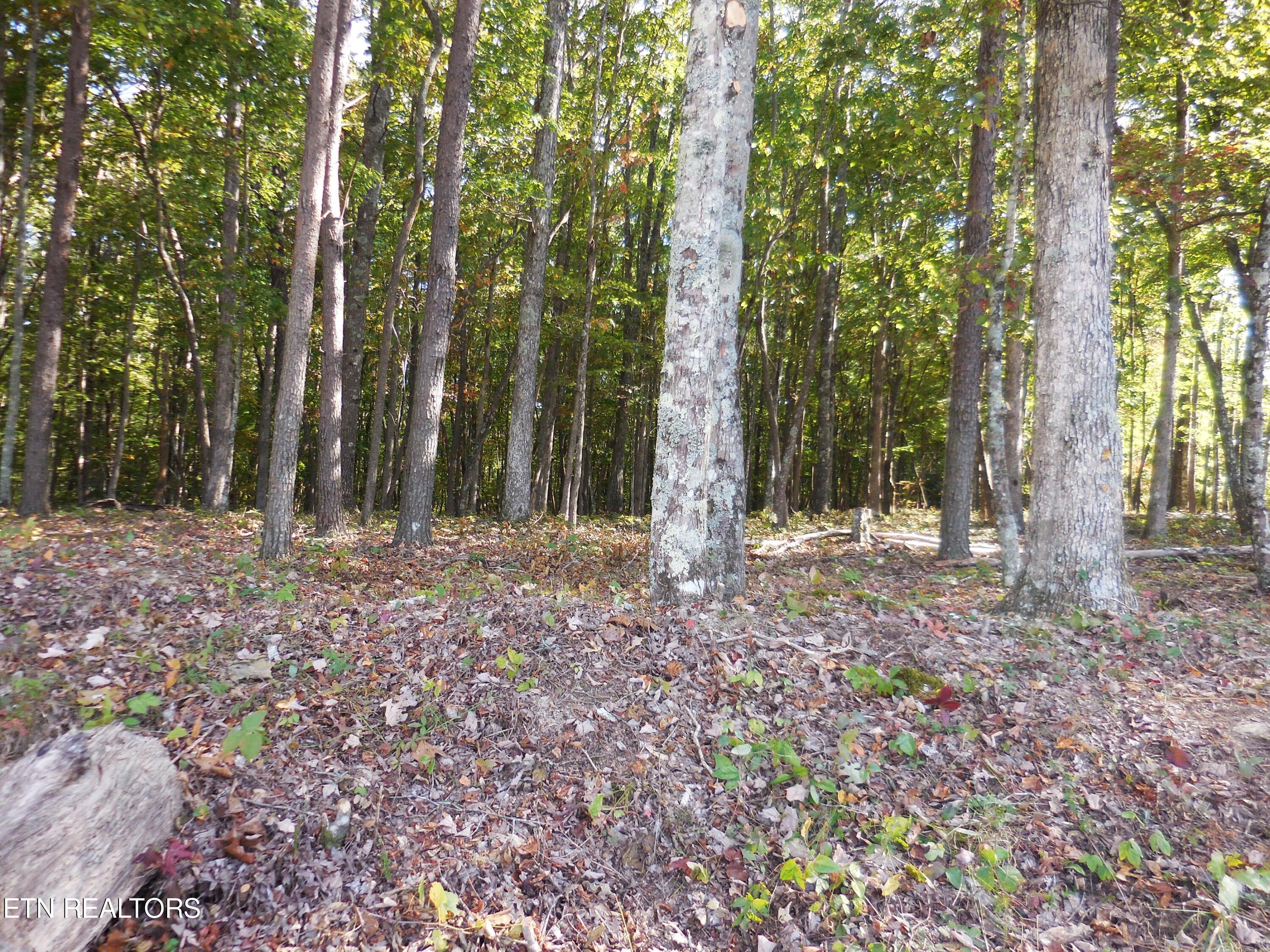 Lot 29 Grapevine Road Crossville, TN 38572 - Photo 15 of 16 DSCN2927