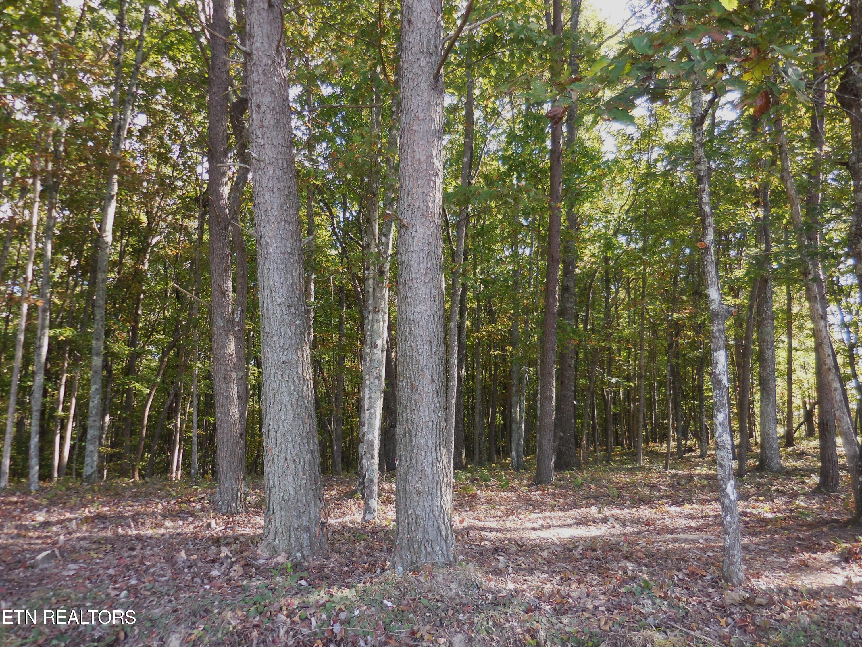 Lot 29 Grapevine Road Crossville, TN 38572 - Photo 9 of 16 DSCN2904