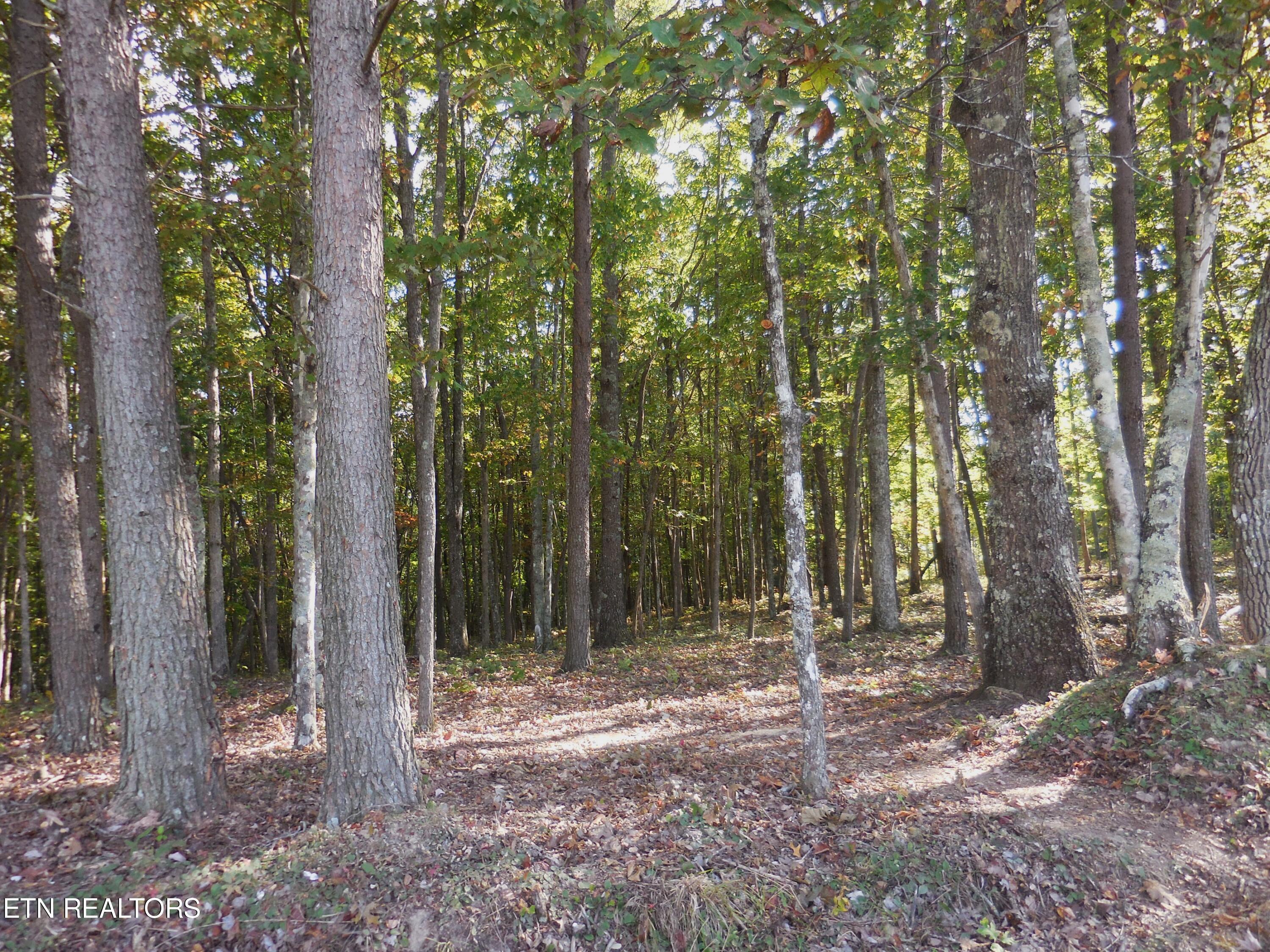 Lot 29 Grapevine Road Crossville, TN 38572 - Photo 10 of 16 DSCN2905