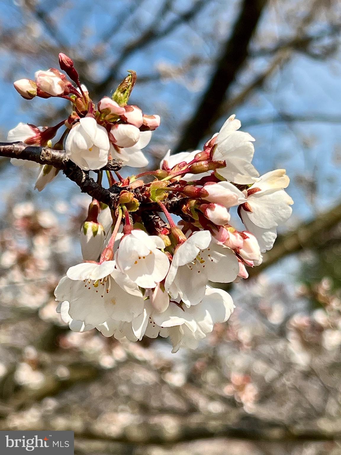3924 Cobbler Mountain Road Delaplane, VA 20144 - Photo 65 of 77