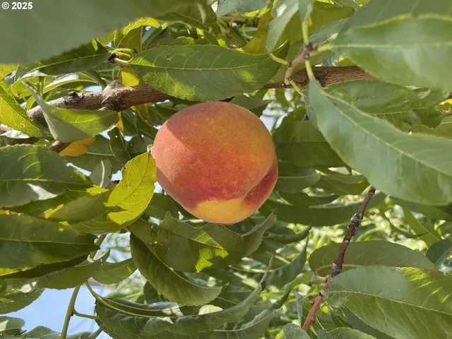 $274,950 | 612 Southwest 3rd Street, Ontario, OR 97914