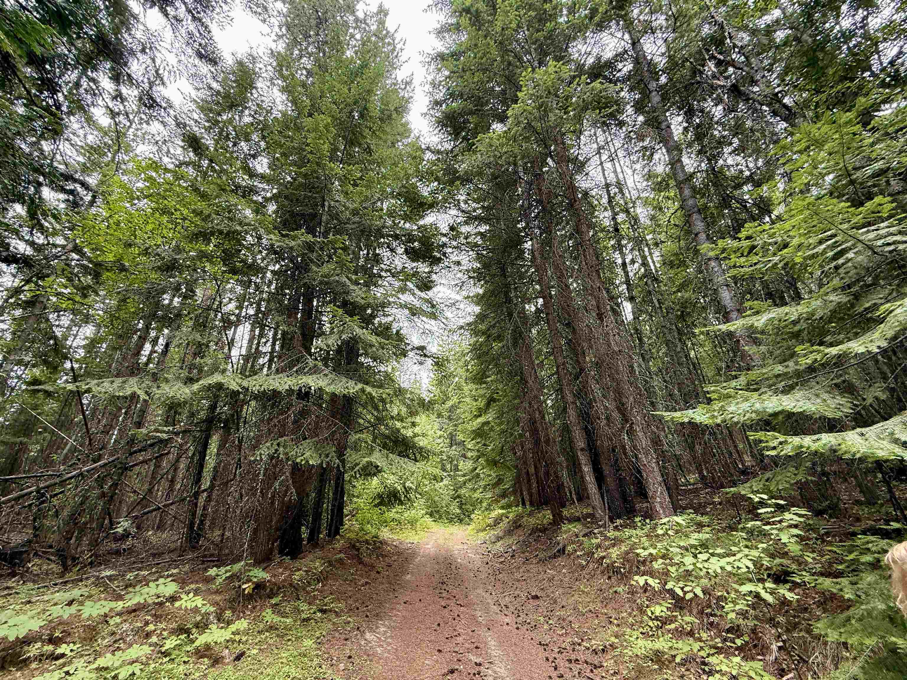 0 Bergen Road Newport, WA 99156 - Photo 1 of 48