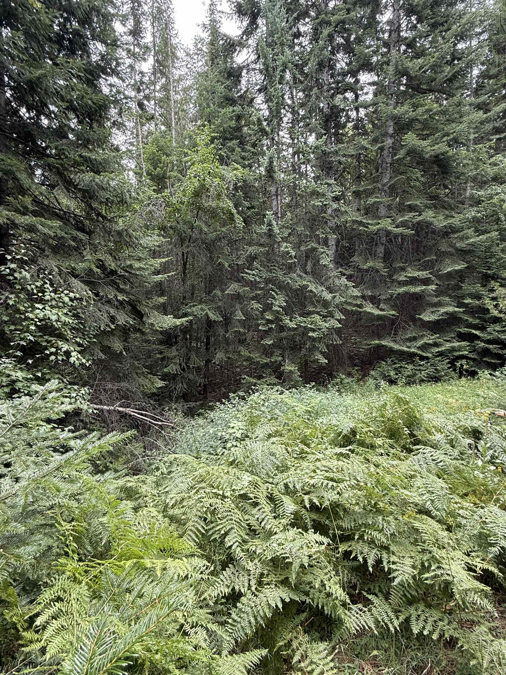 0 Bergen Road Newport, WA 99156 - Photo 23 of 48