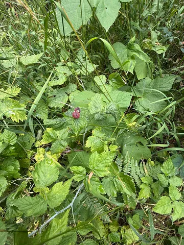 $125,000 | 0 Bergen Road, Newport, WA 99156