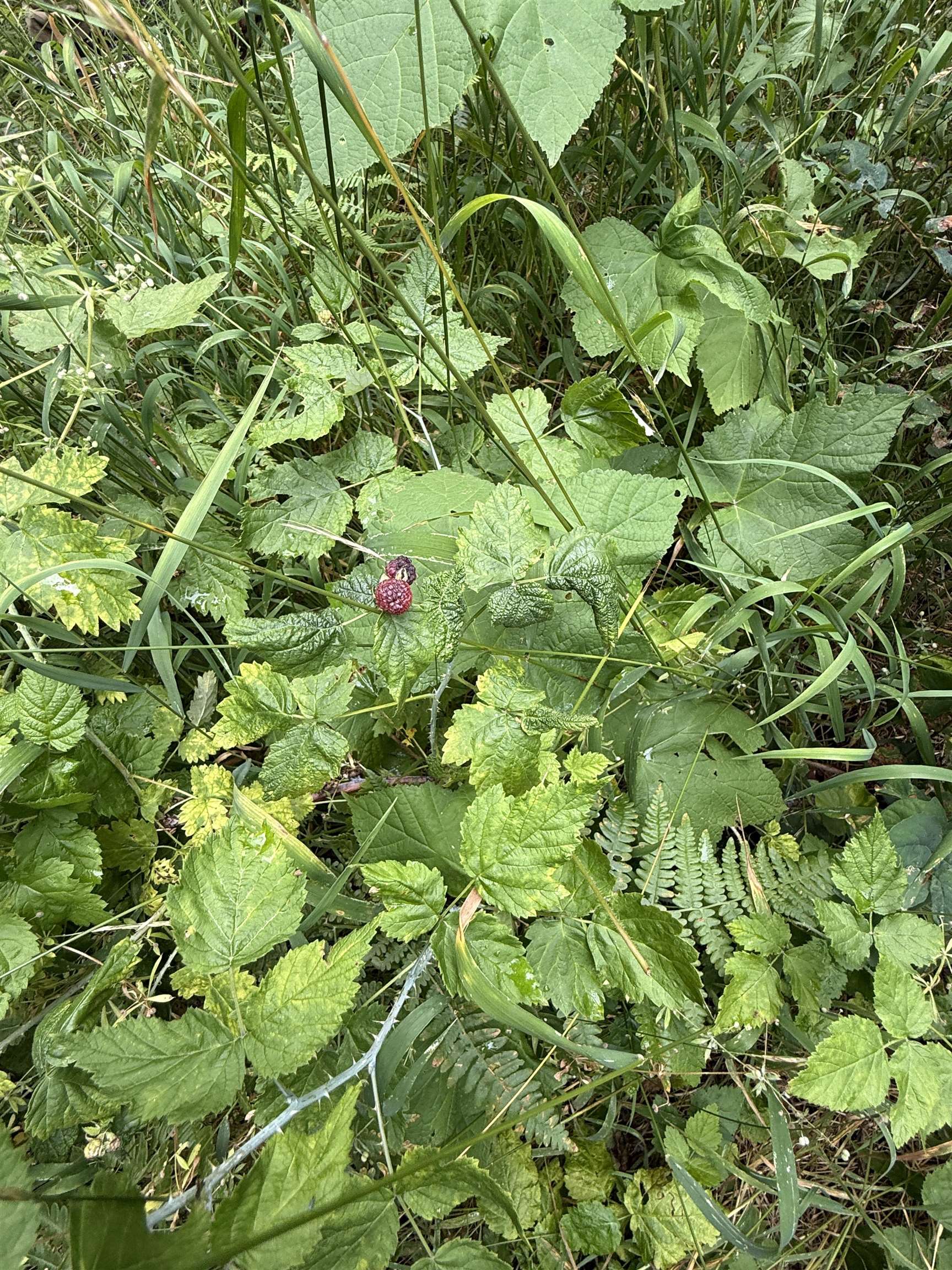 0 Bergen Road Newport, WA 99156 - Photo 24 of 48