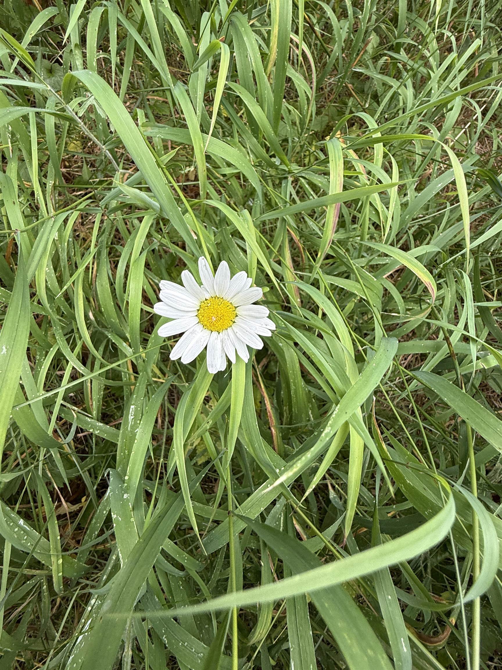 0 Bergen Road Newport, WA 99156 - Photo 25 of 48