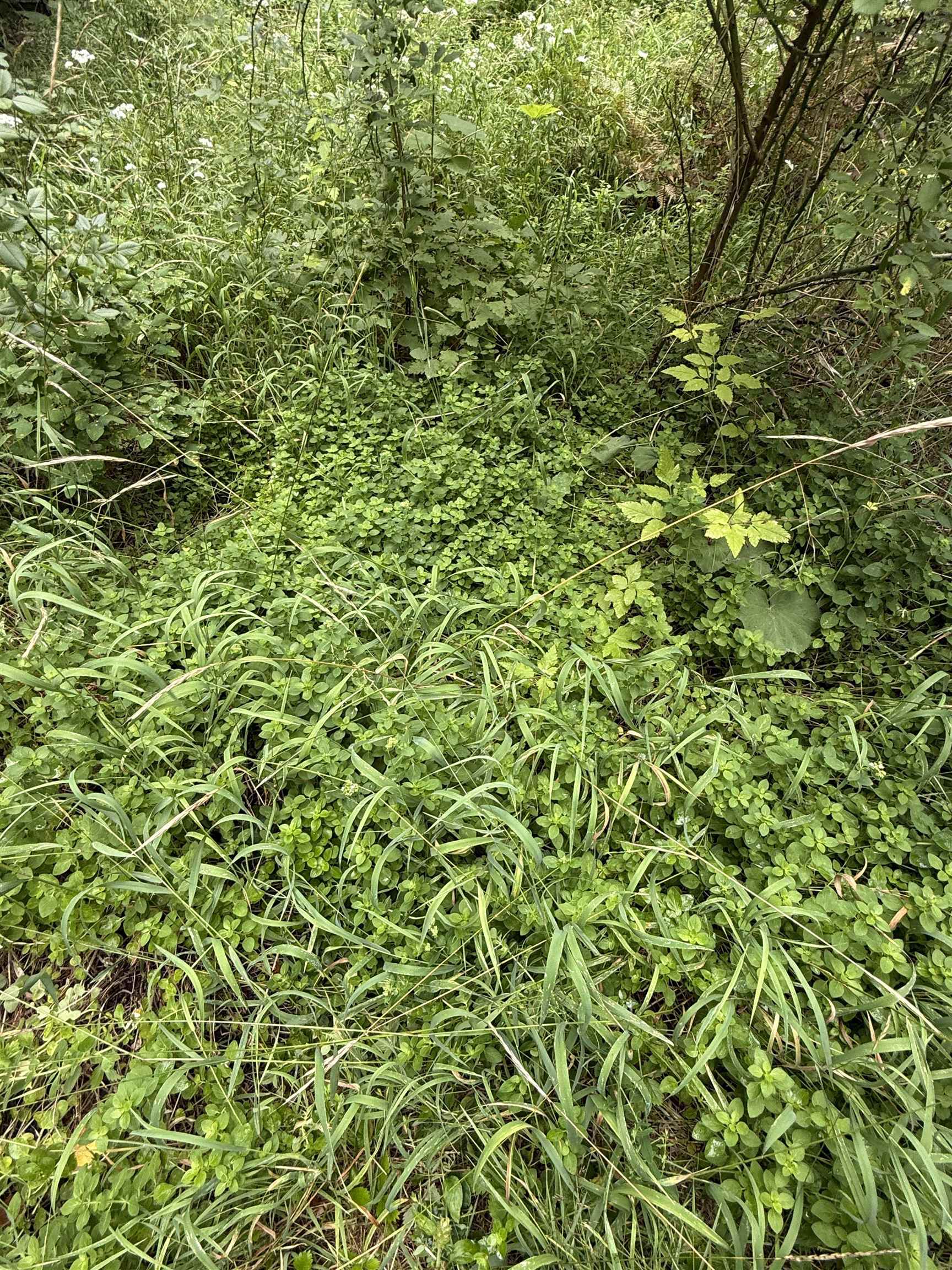 0 Bergen Road Newport, WA 99156 - Photo 26 of 48