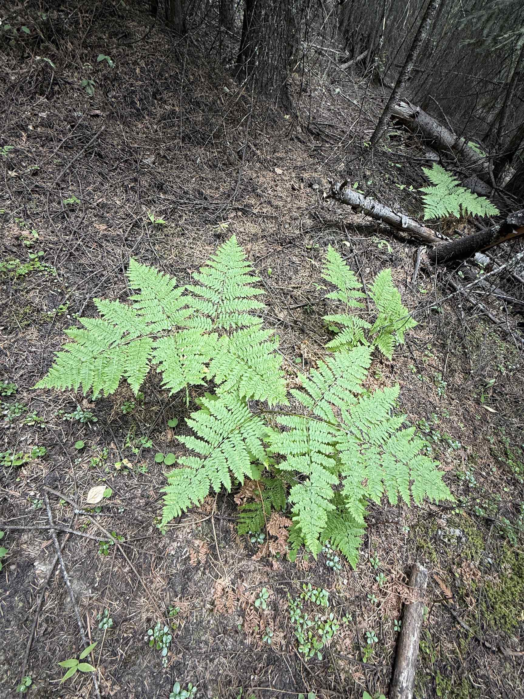 0 Bergen Road Newport, WA 99156 - Photo 28 of 48