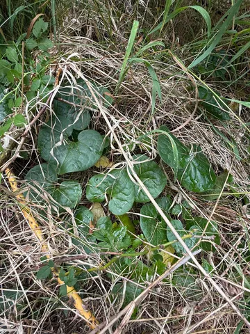 $125,000 | 0 Bergen Road, Newport, WA 99156