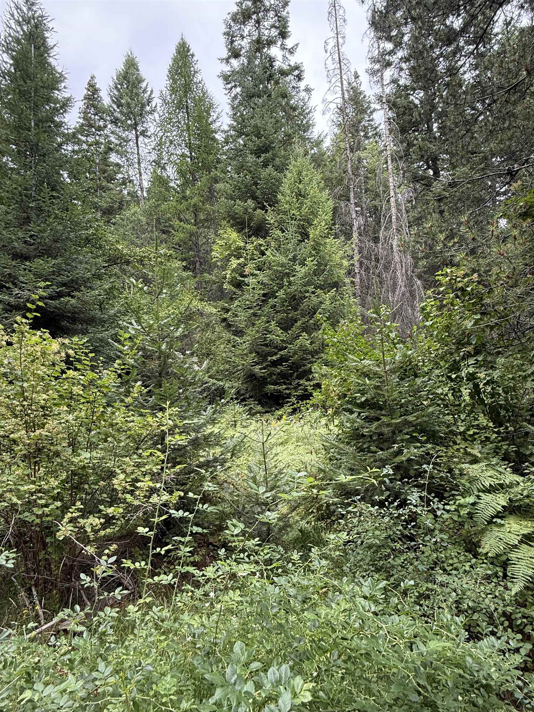 0 Bergen Road Newport, WA 99156 - Photo 33 of 48