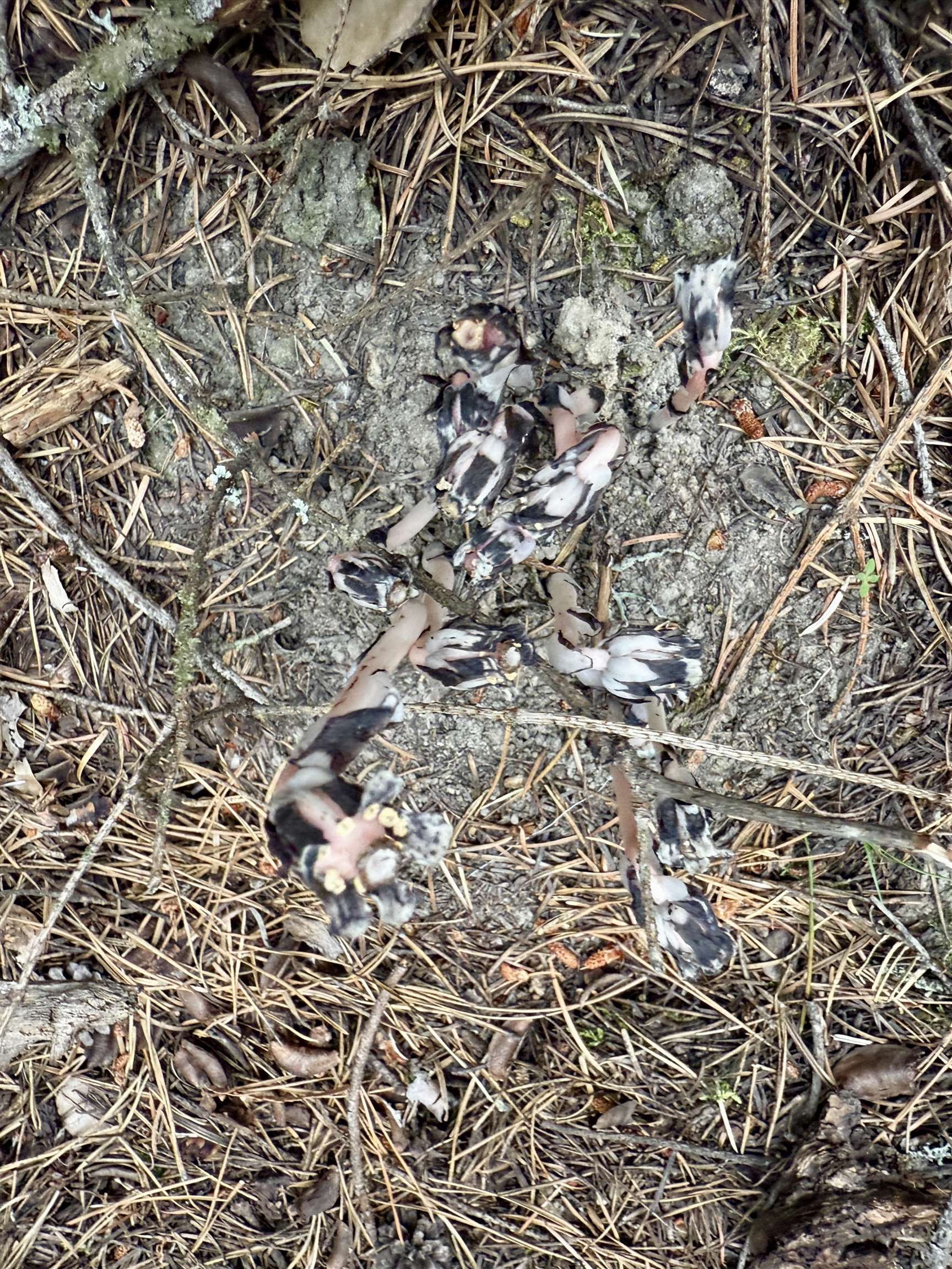 0 Bergen Road Newport, WA 99156 - Photo 36 of 48