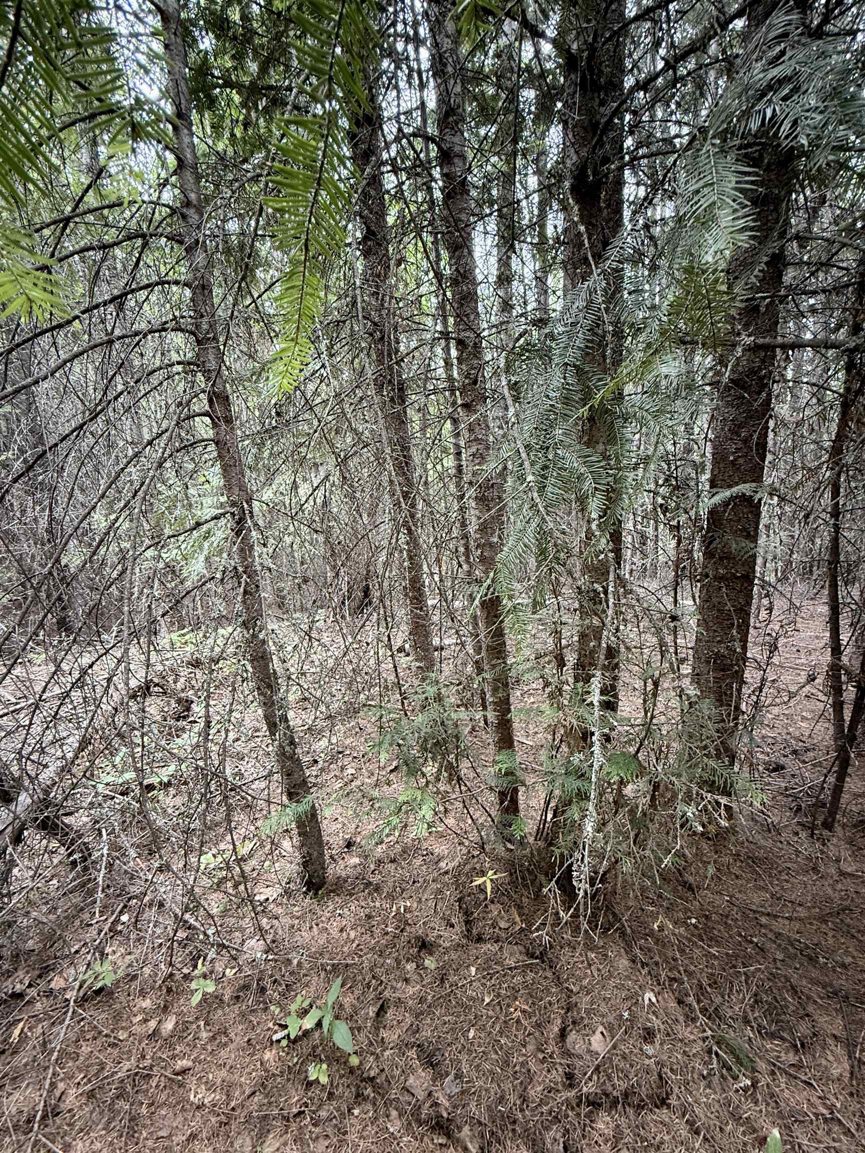 0 Bergen Road Newport, WA 99156 - Photo 39 of 48