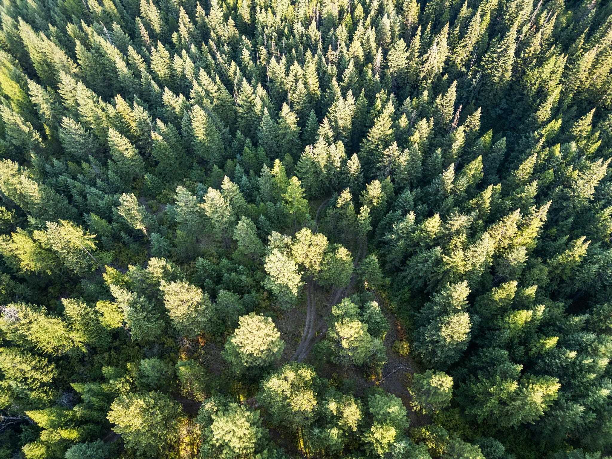 0 Bergen Road Newport, WA 99156 - Photo 5 of 48