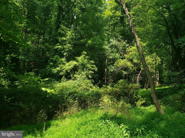 a view of a lush green forest