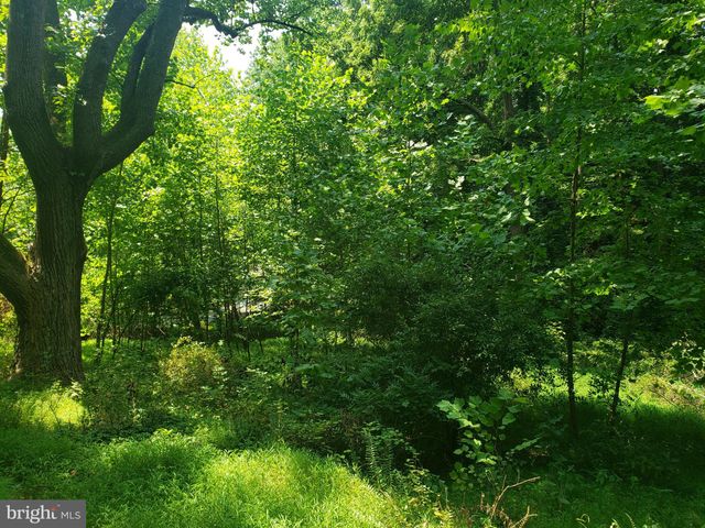 a view of a lush green forest