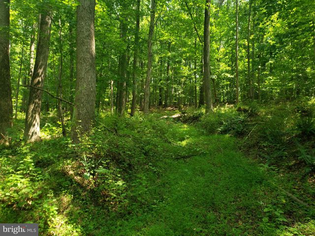 a view of a lush green forest