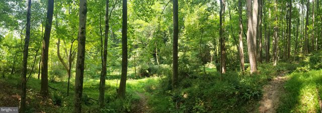 a view of a lush green forest