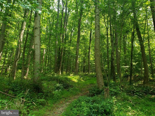 a view of a lush green forest