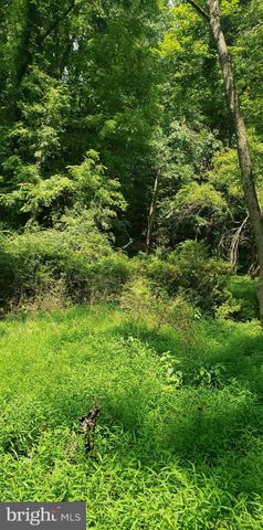 a view of a lush green forest