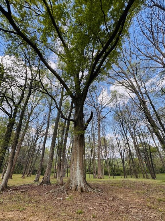 3386 Chandler Road Good Hope, GA 30641 - Photo 93 of 96 a view of outdoor space with lots of trees