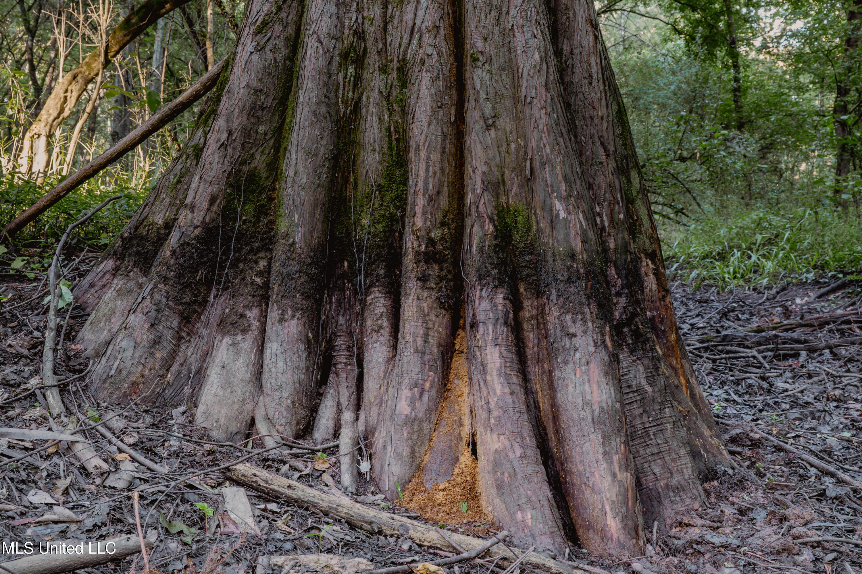 0 Browning Road Greenwood, MS 38930 - Photo 14 of 49 UNDER 15MB-Greenwood Ms-John Machost-13