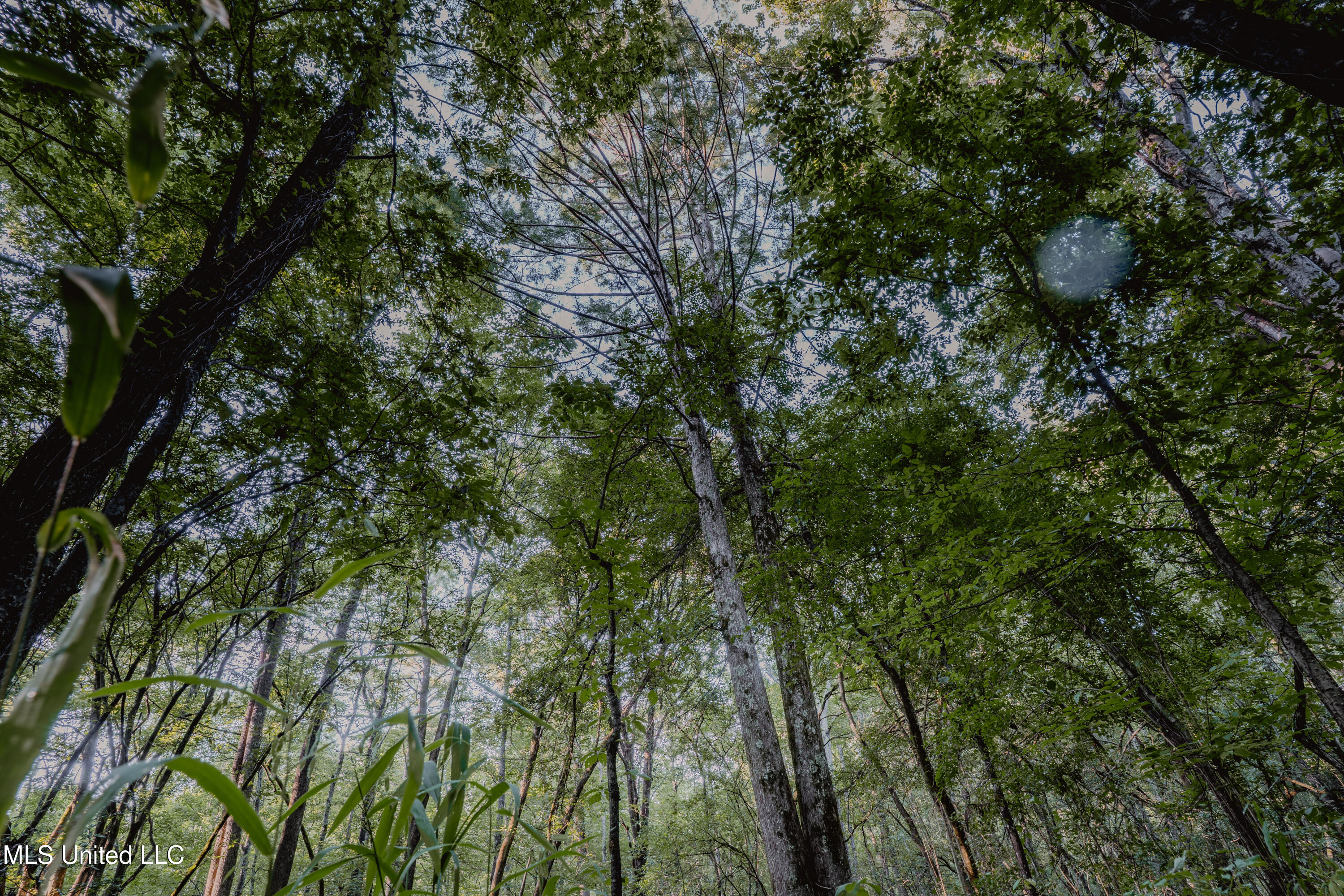 0 Browning Road Greenwood, MS 38930 - Photo 15 of 49 UNDER 15MB-Greenwood Ms-John Machost-14