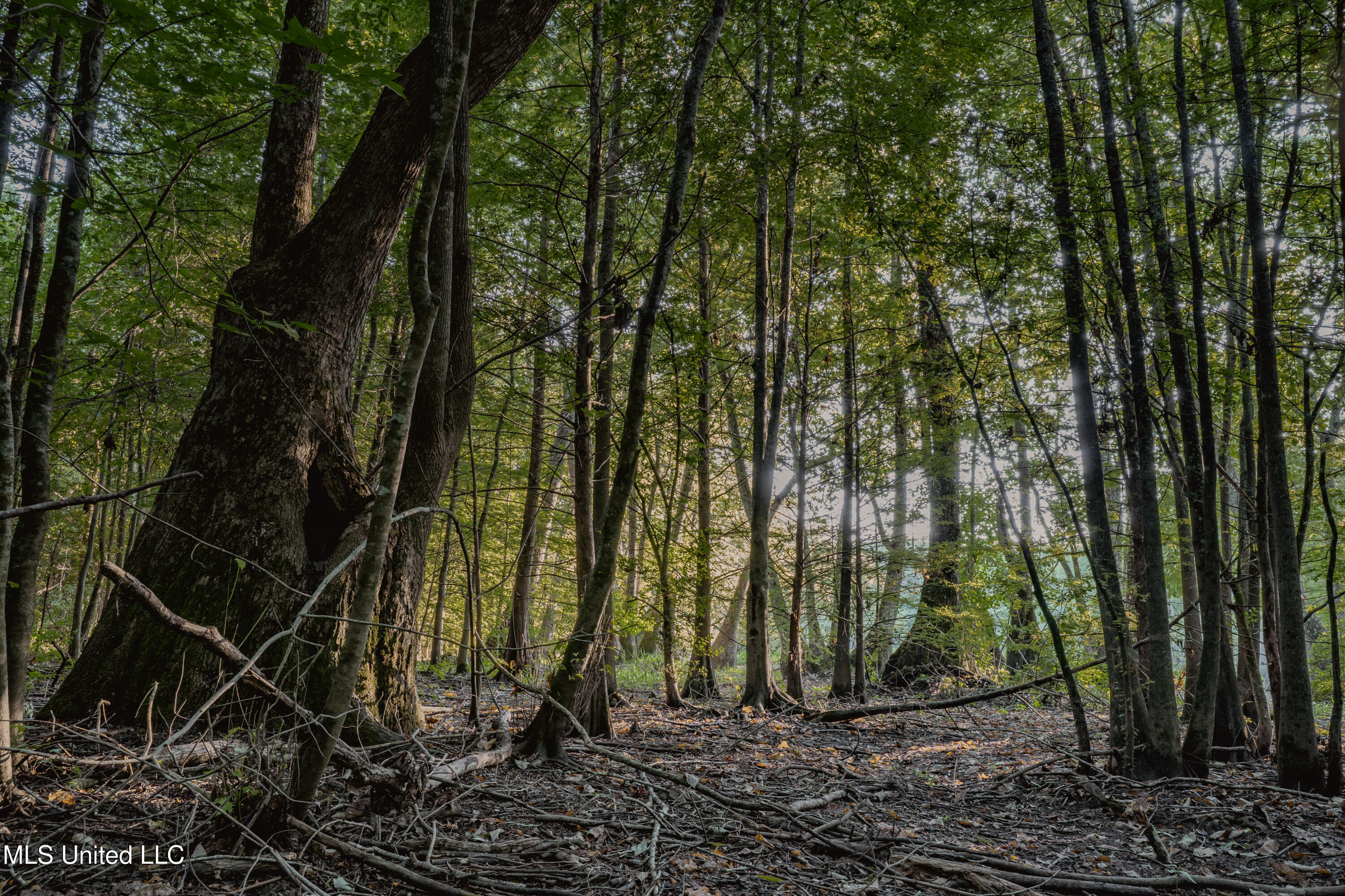 0 Browning Road Greenwood, MS 38930 - Photo 17 of 49 UNDER 15MB-Greenwood Ms-John Machost-16