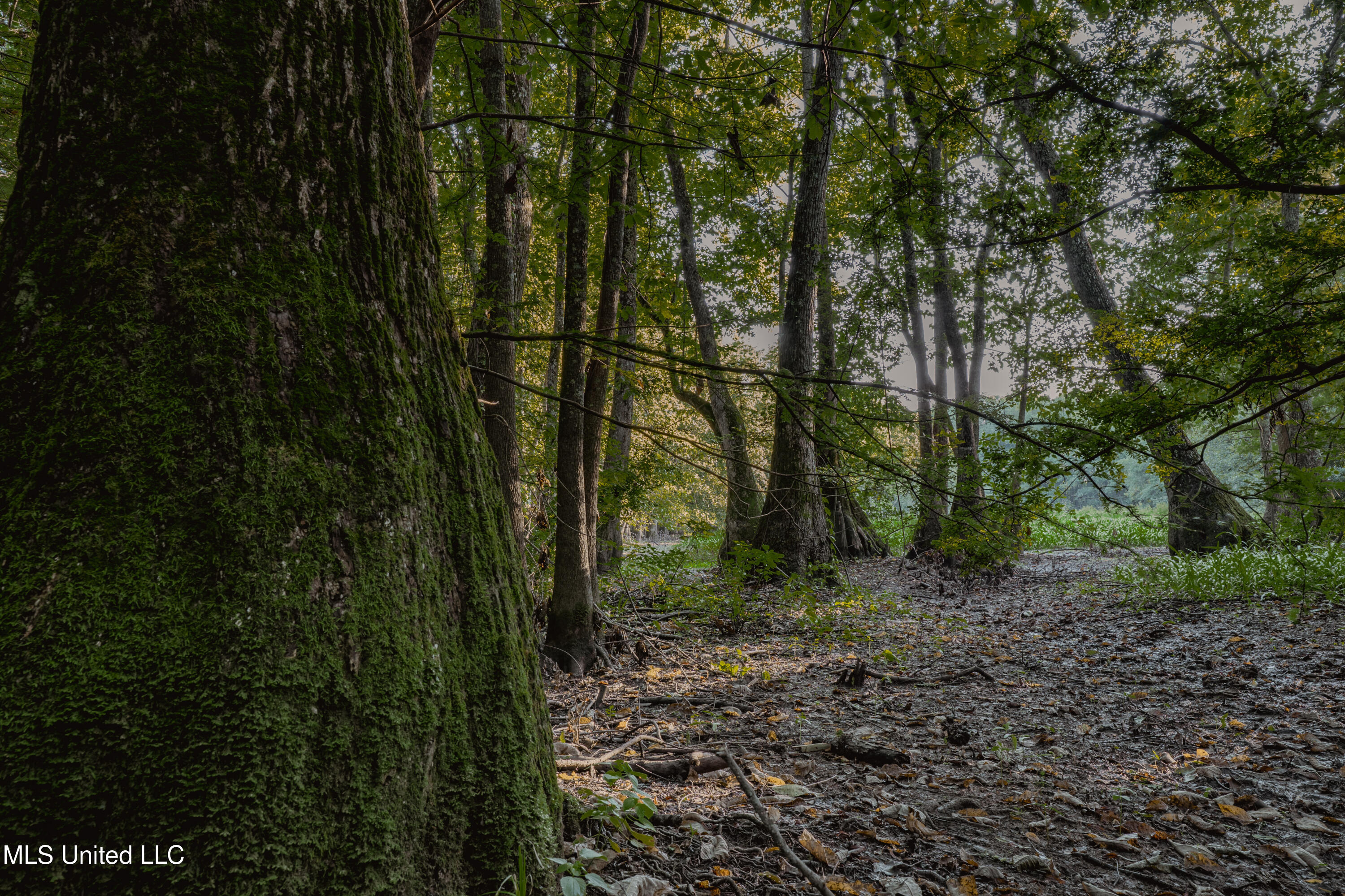 0 Browning Road Greenwood, MS 38930 - Photo 18 of 49 UNDER 15MB-Greenwood Ms-John Machost-17