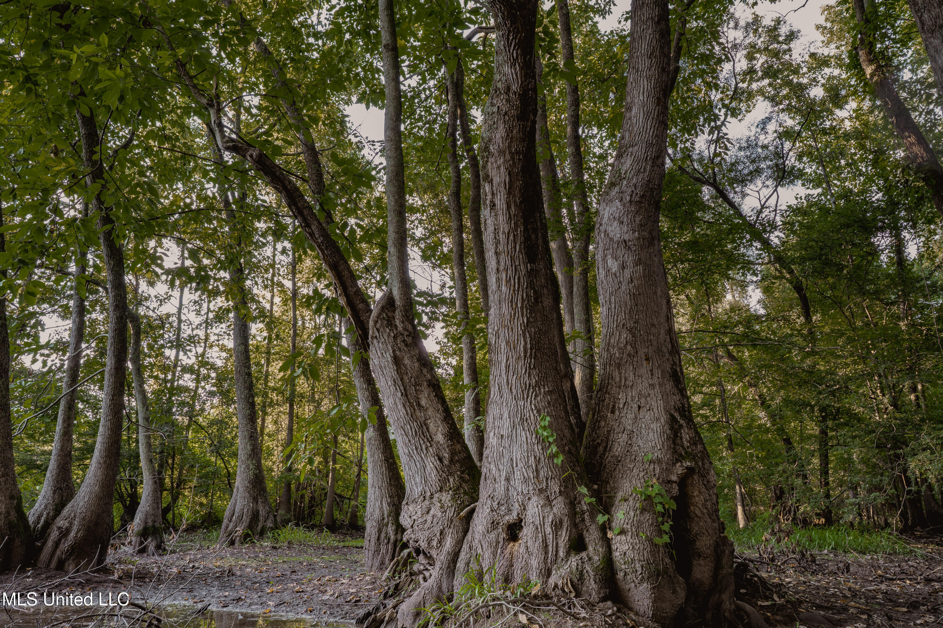 0 Browning Road Greenwood, MS 38930 - Photo 20 of 49 UNDER 15MB-Greenwood Ms-John Machost-19