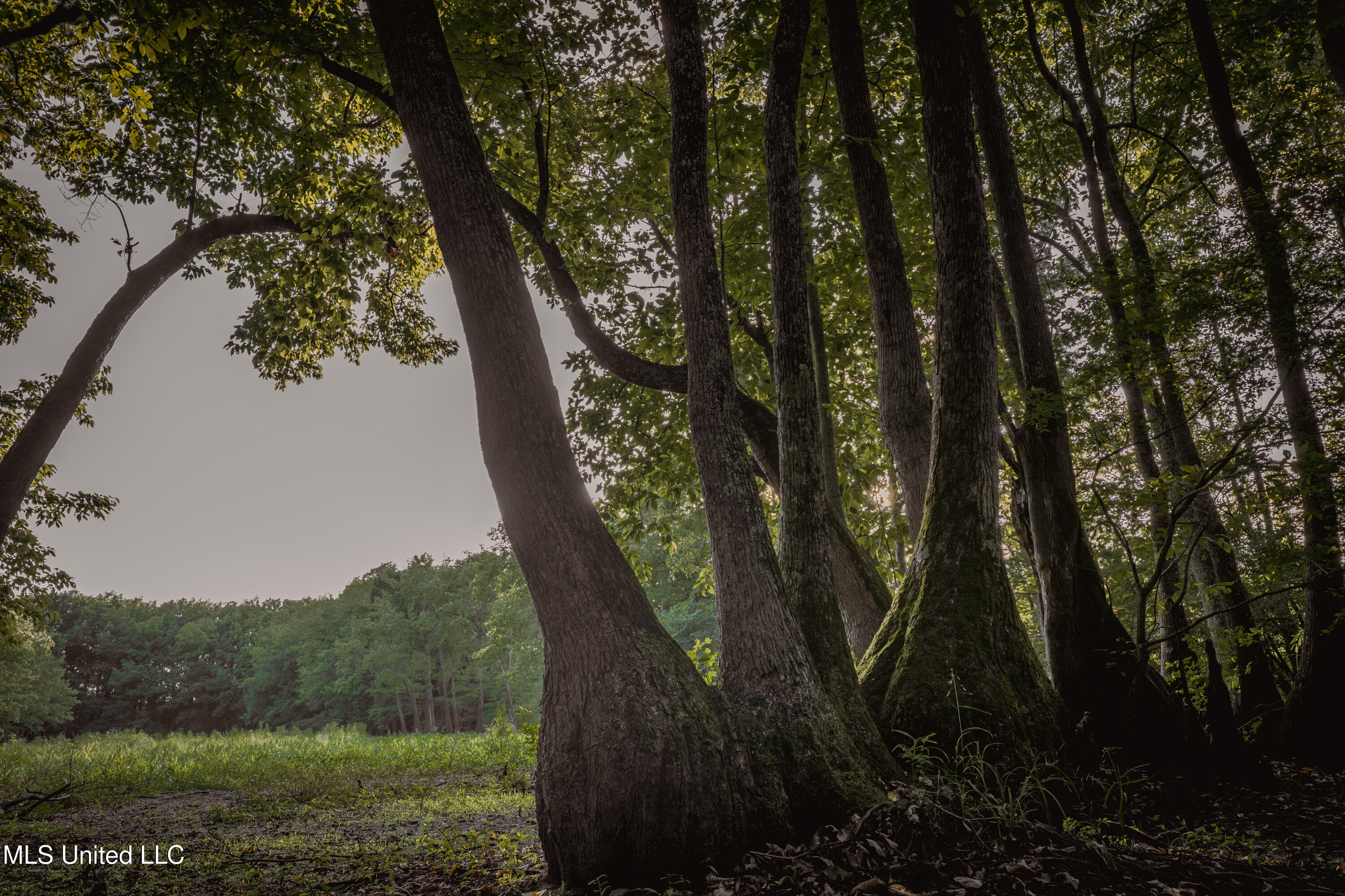 0 Browning Road Greenwood, MS 38930 - Photo 22 of 49 UNDER 15MB-Greenwood Ms-John Machost-21