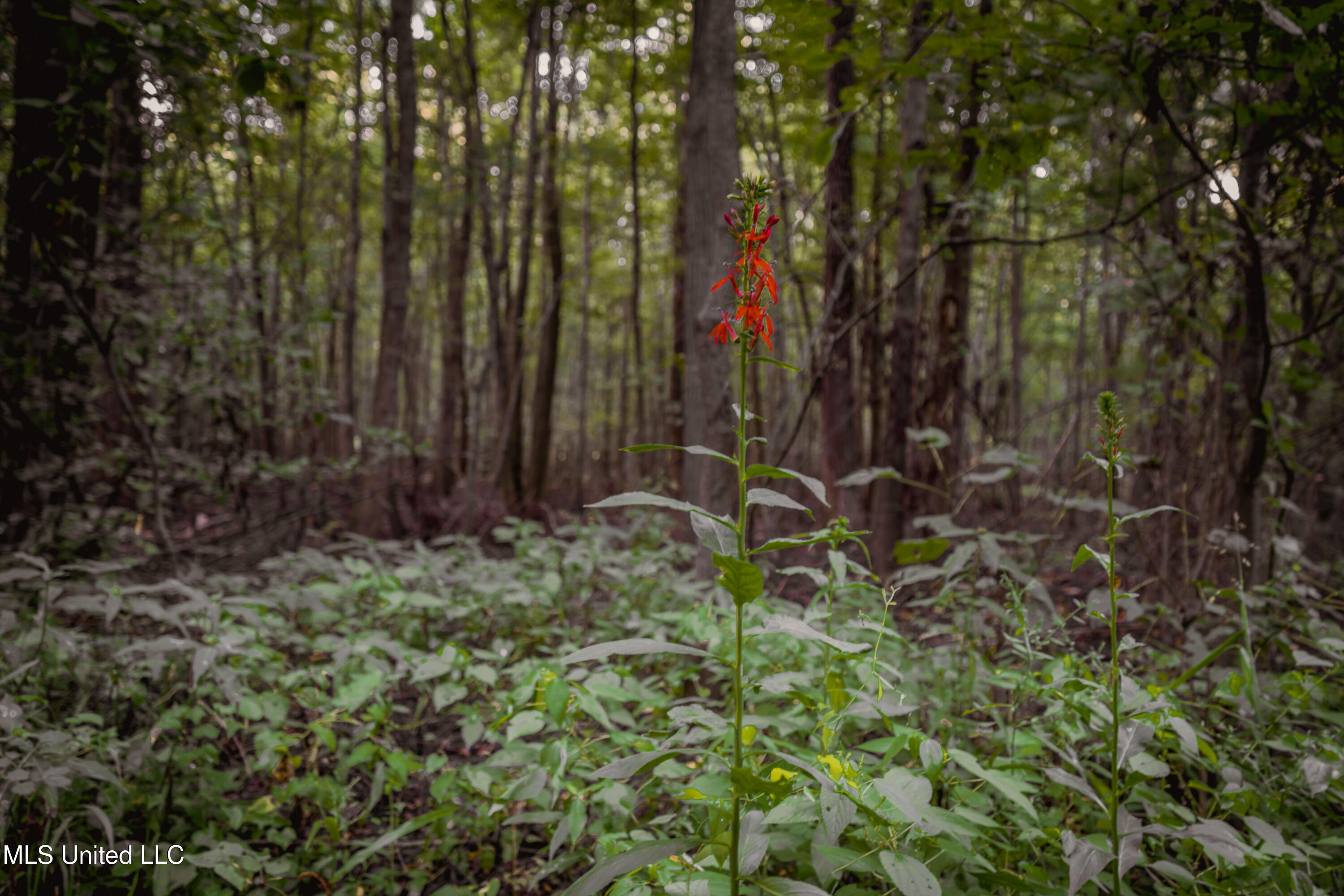 0 Browning Road Greenwood, MS 38930 - Photo 23 of 49 UNDER 15MB-Greenwood Ms-John Machost-22