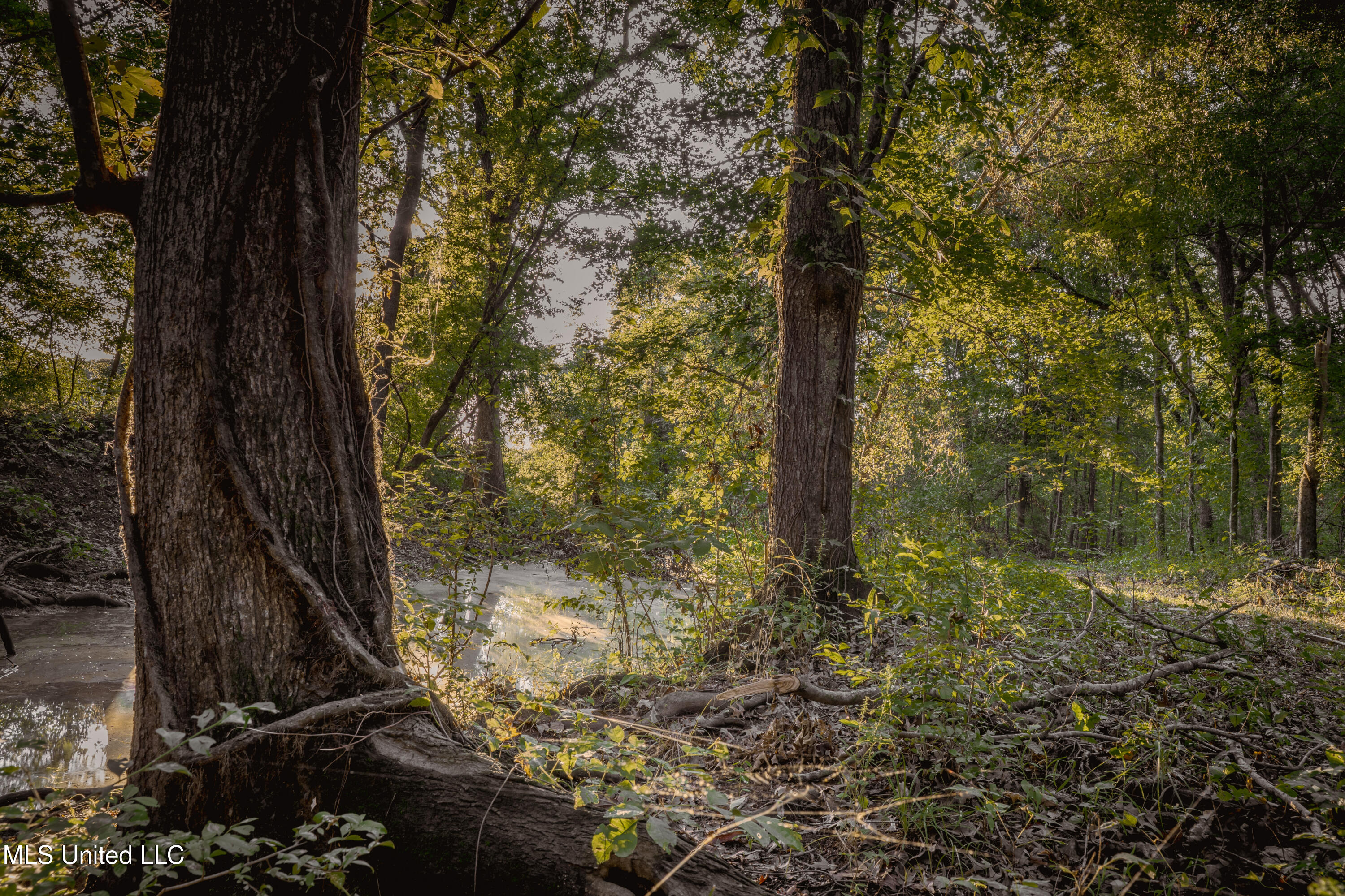 0 Browning Road Greenwood, MS 38930 - Photo 24 of 49 UNDER 15MB-Greenwood Ms-John Machost-23