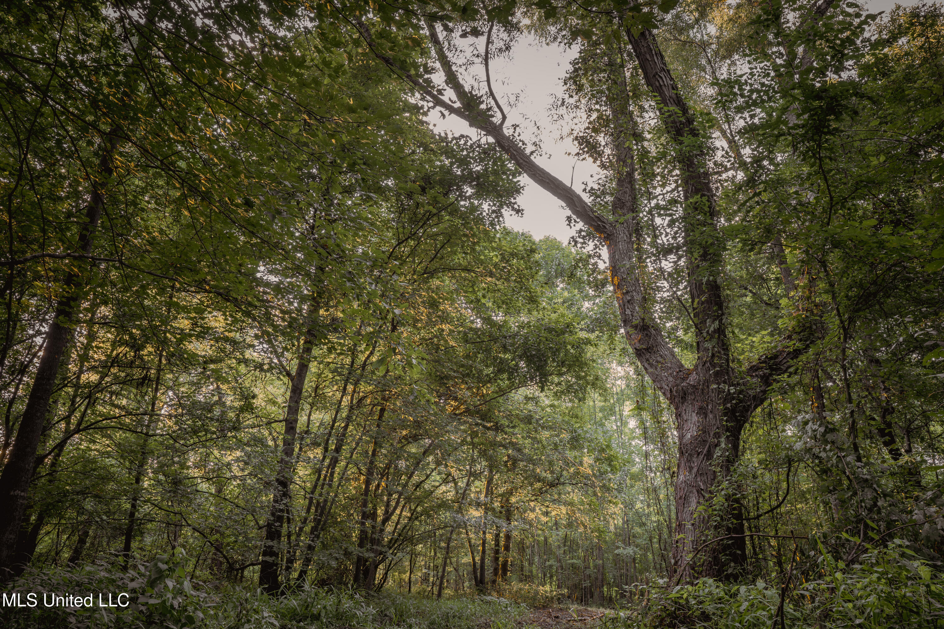 0 Browning Road Greenwood, MS 38930 - Photo 28 of 49 UNDER 15MB-Greenwood Ms-John Machost-27