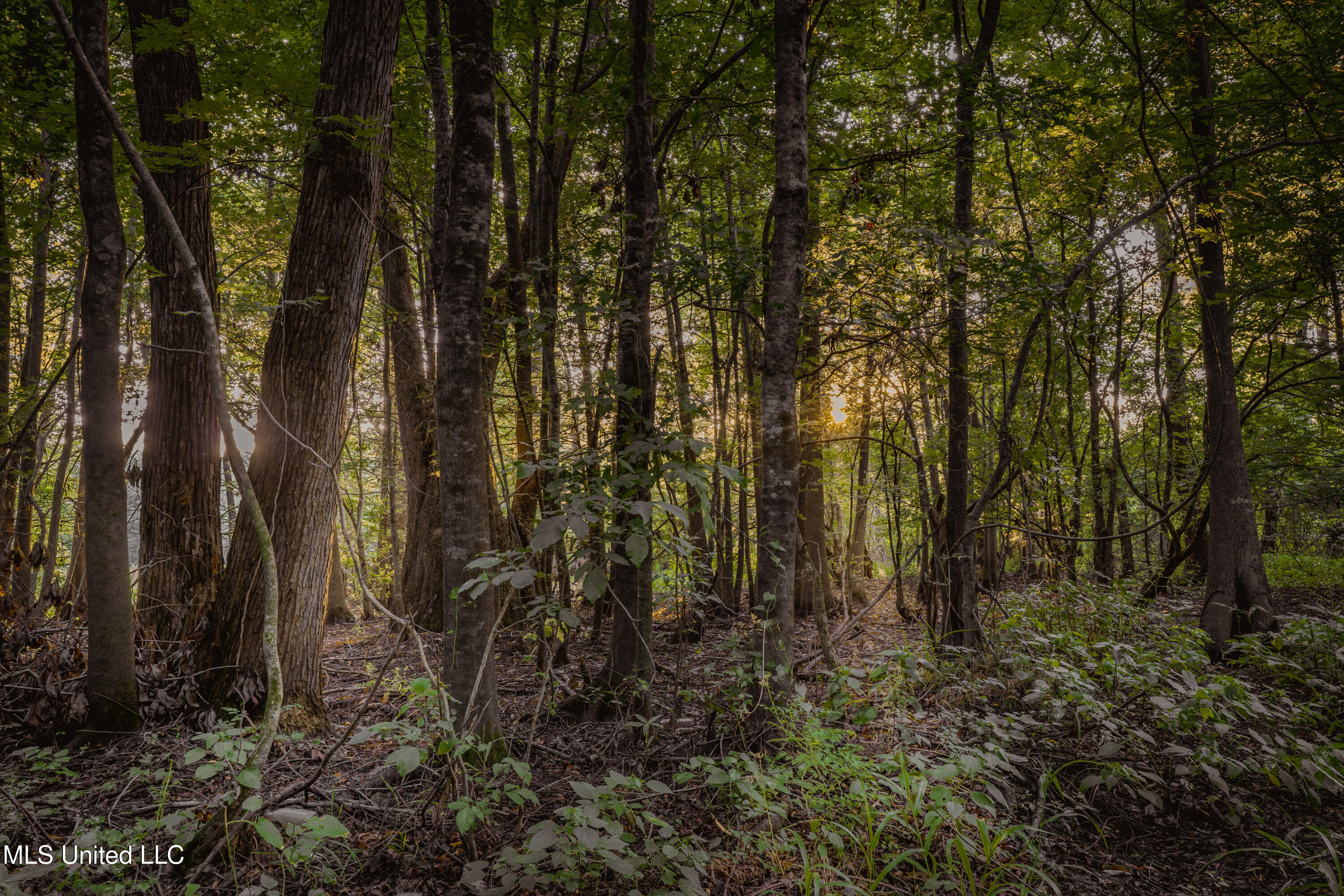 0 Browning Road Greenwood, MS 38930 - Photo 29 of 49 UNDER 15MB-Greenwood Ms-John Machost-28