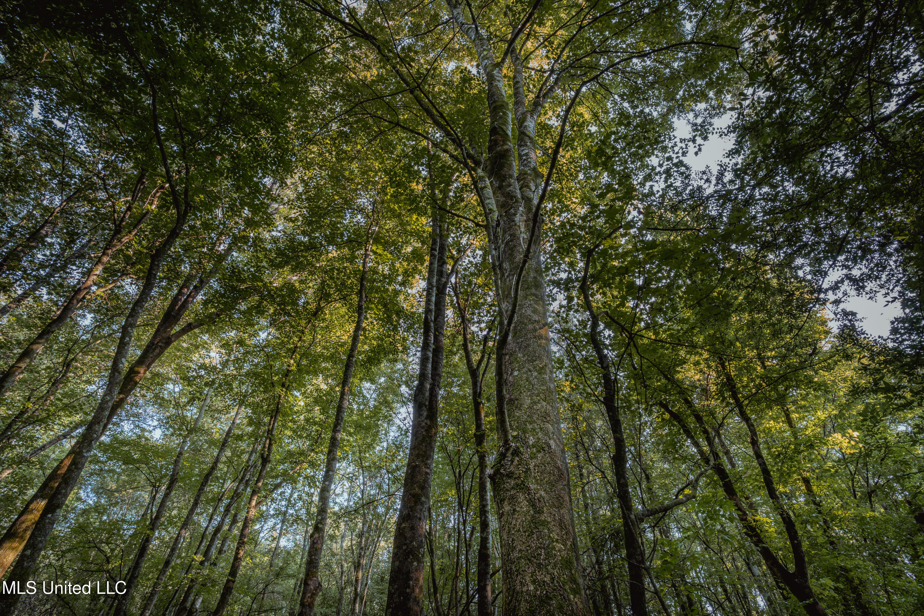 0 Browning Road Greenwood, MS 38930 - Photo 3 of 49 UNDER 15MB-Greenwood Ms-John Machost-02