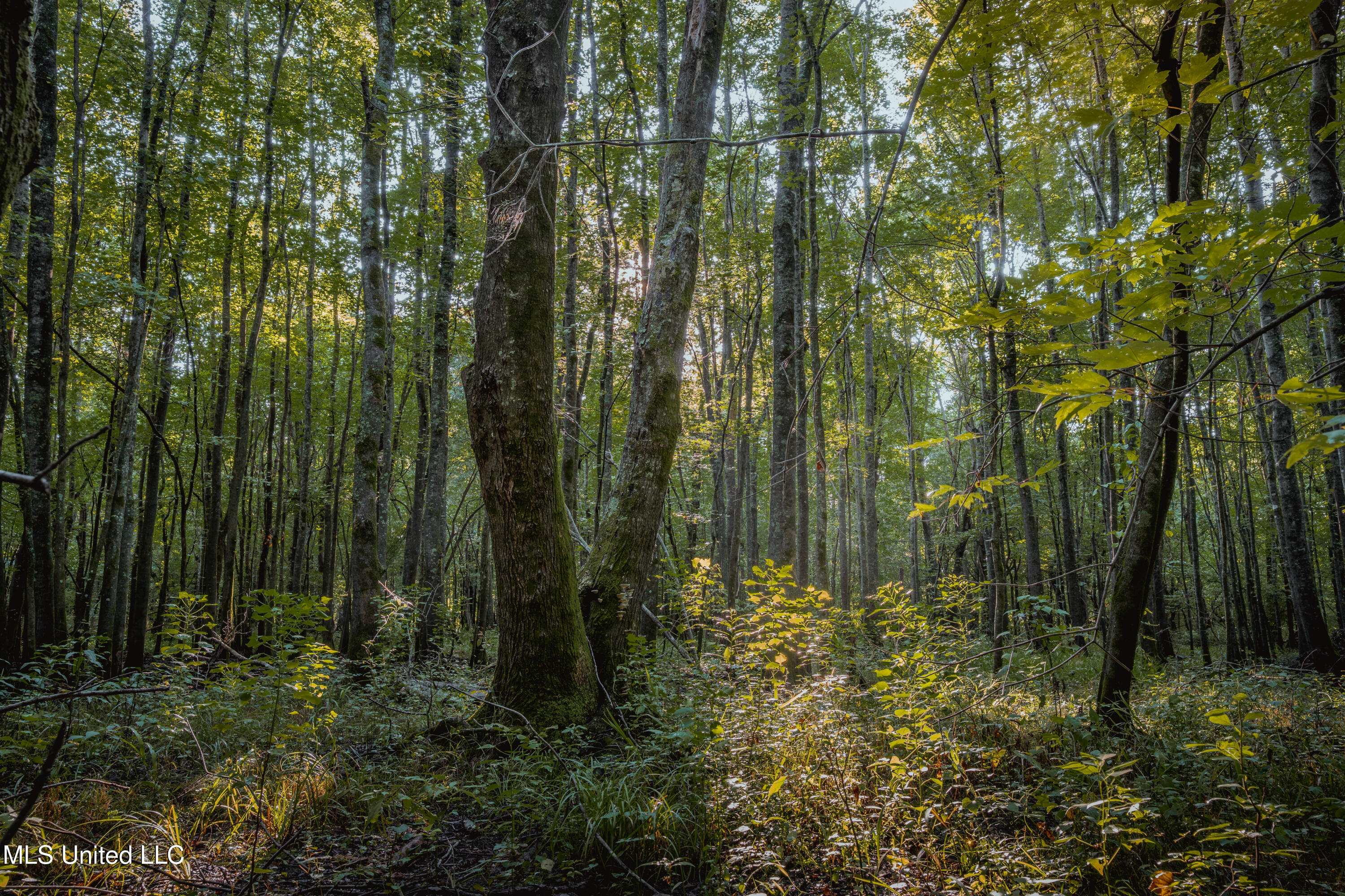 0 Browning Road Greenwood, MS 38930 - Photo 5 of 49 UNDER 15MB-Greenwood Ms-John Machost-04