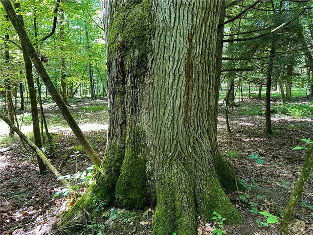 $169,900 | Vl Otis Smith Road, Hunt, NY 14846