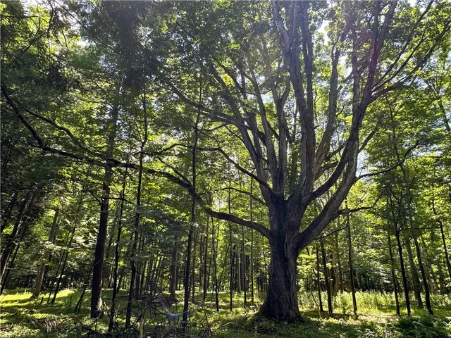 $169,900 | Vl Otis Smith Road, Hunt, NY 14846