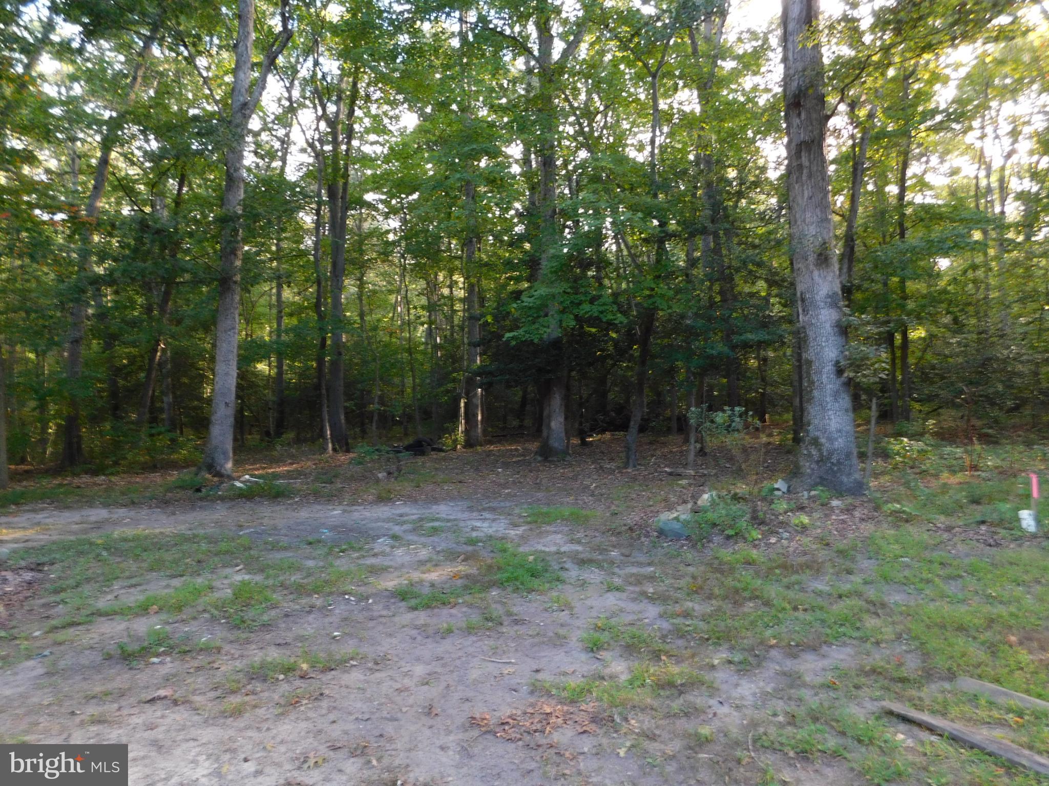 2608 Hunting Quarter Road Houston, DE 19954 - Photo 50 of 58 a view of a forest with trees in the background