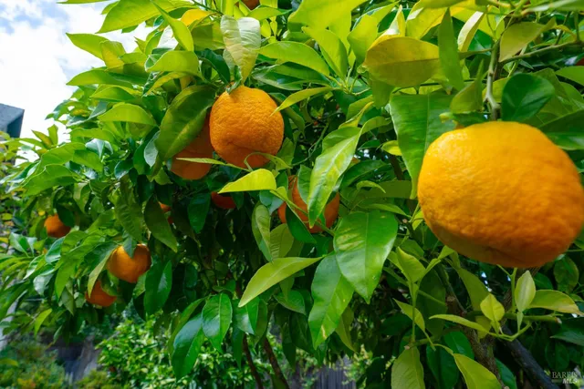 $3,500,000 | 1330 Pine Street, St. Helena, CA 94574