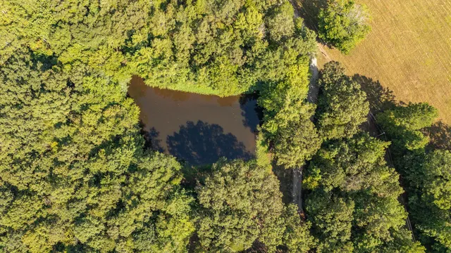 a view of a bunch of trees and bushes