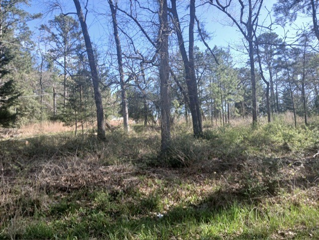 201 Chinquapin Road Trinity, TX 75862 - Photo 6 of 8 a view of a forest with lots of trees