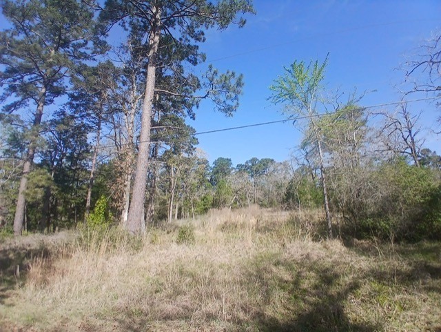 201 Chinquapin Road Trinity, TX 75862 - Photo 7 of 8 a view of a dry yard with large trees